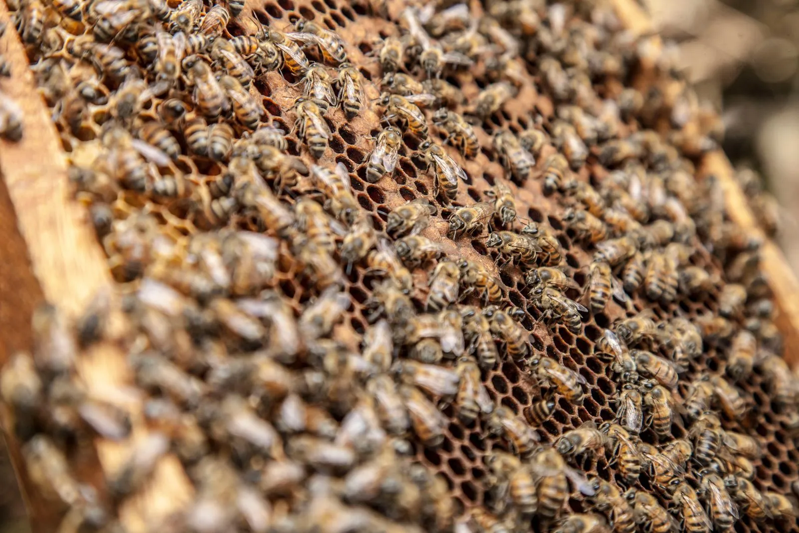 Honeybees laying eggs in honeycombs with hexagonal prismatic wax cells in summer in daylight